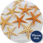 Starfish Natural Small 6-7cm
